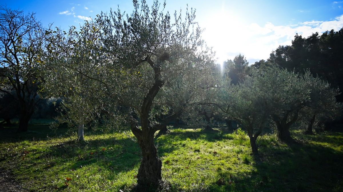 La peste verte s’attaque aux arbres fruitiers et lavande dans le sud de la France